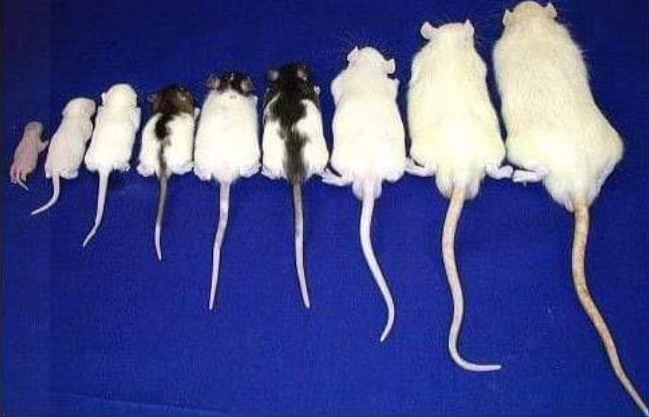 Fancy Rats