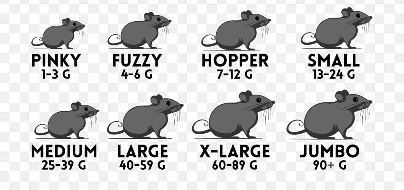 African soft fur rats