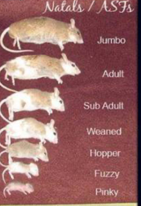 African soft fur rats
